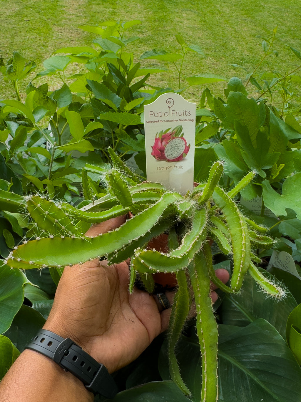 Fruit Tree Mystery Box 🥭