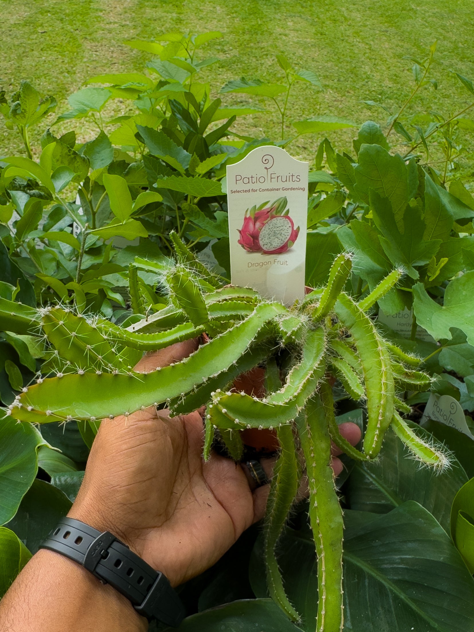 Fruit Tree Mystery Box 🥭