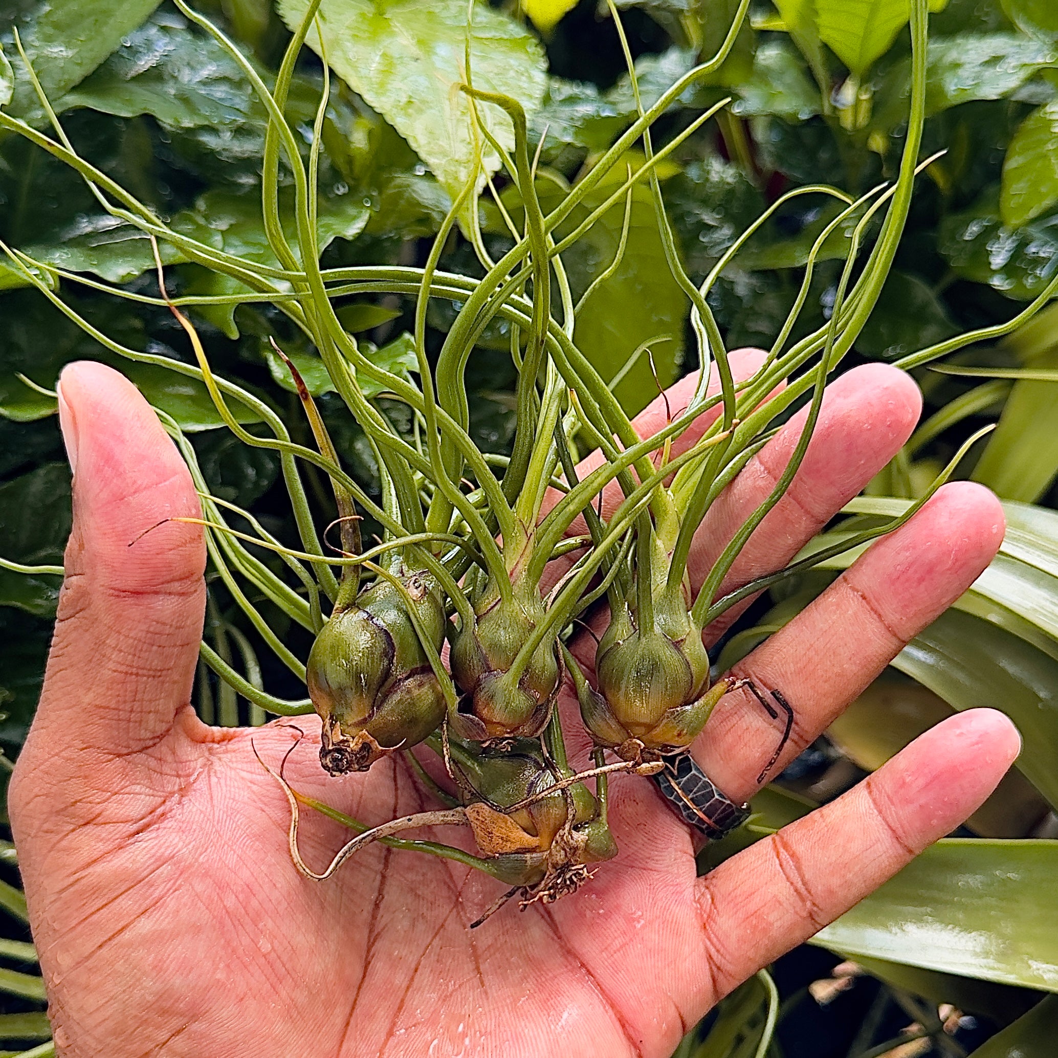 5 pack Air plant mystery box