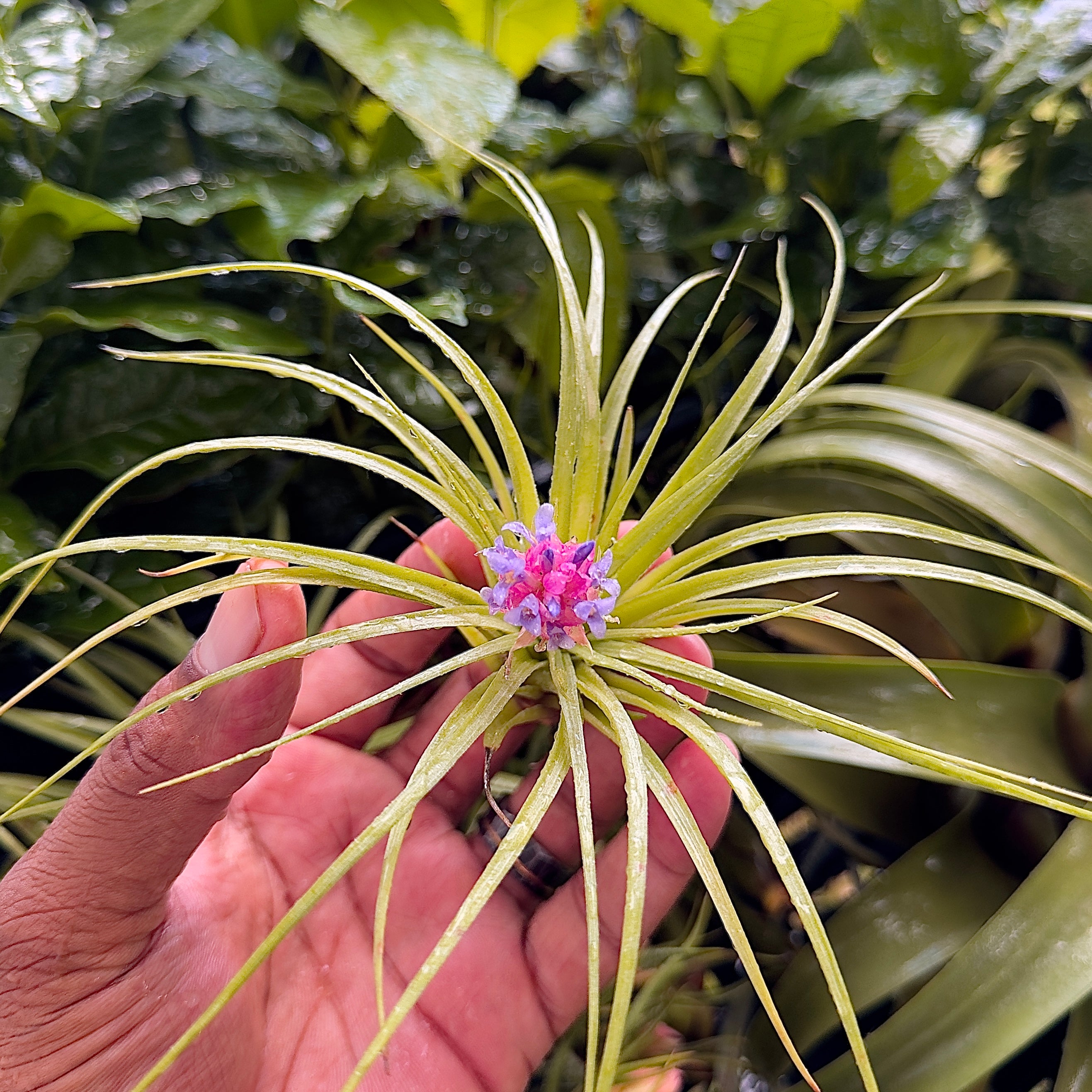5 pack Air plant mystery box