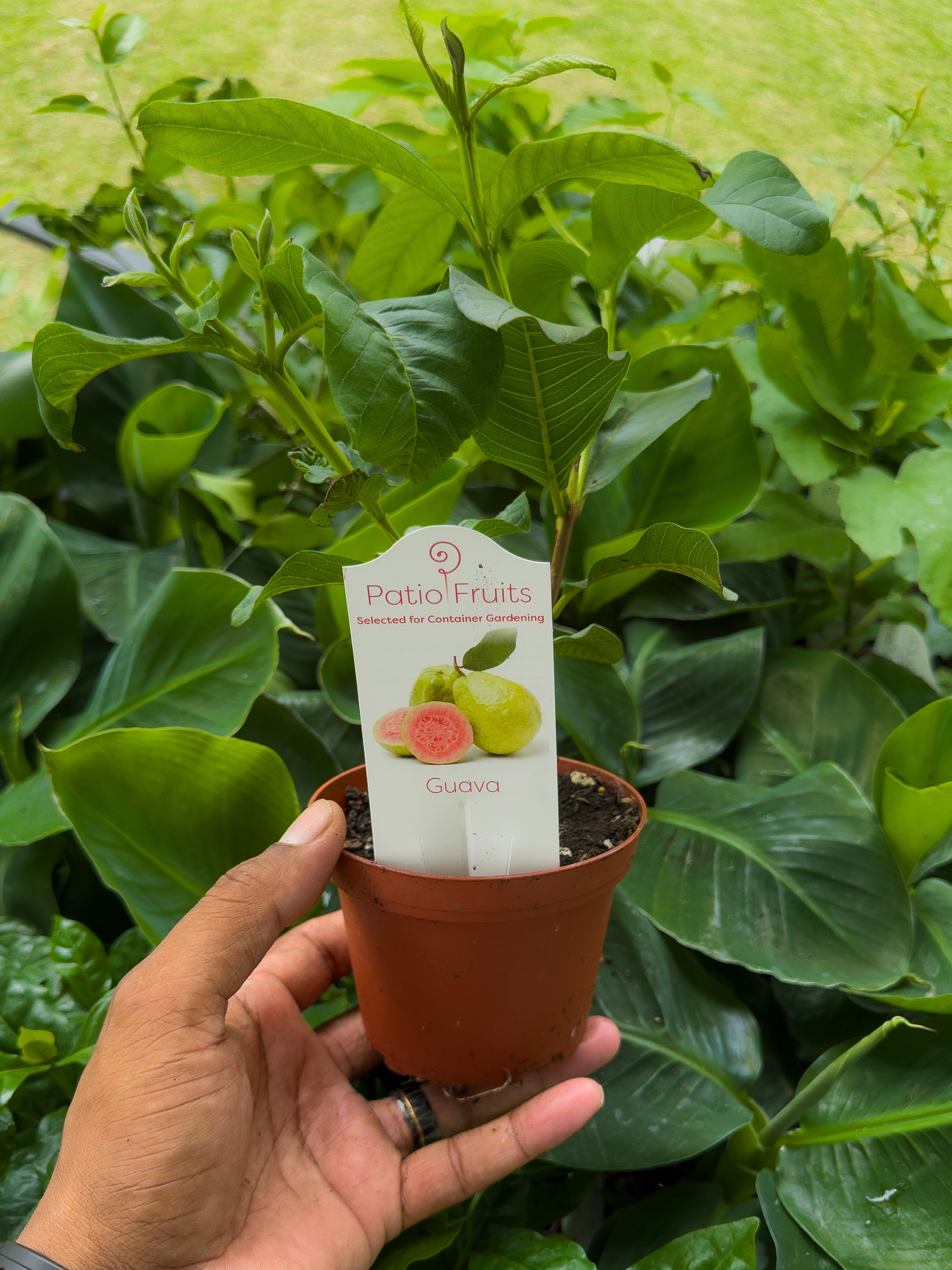 Fruit Tree Mystery Box 🥭