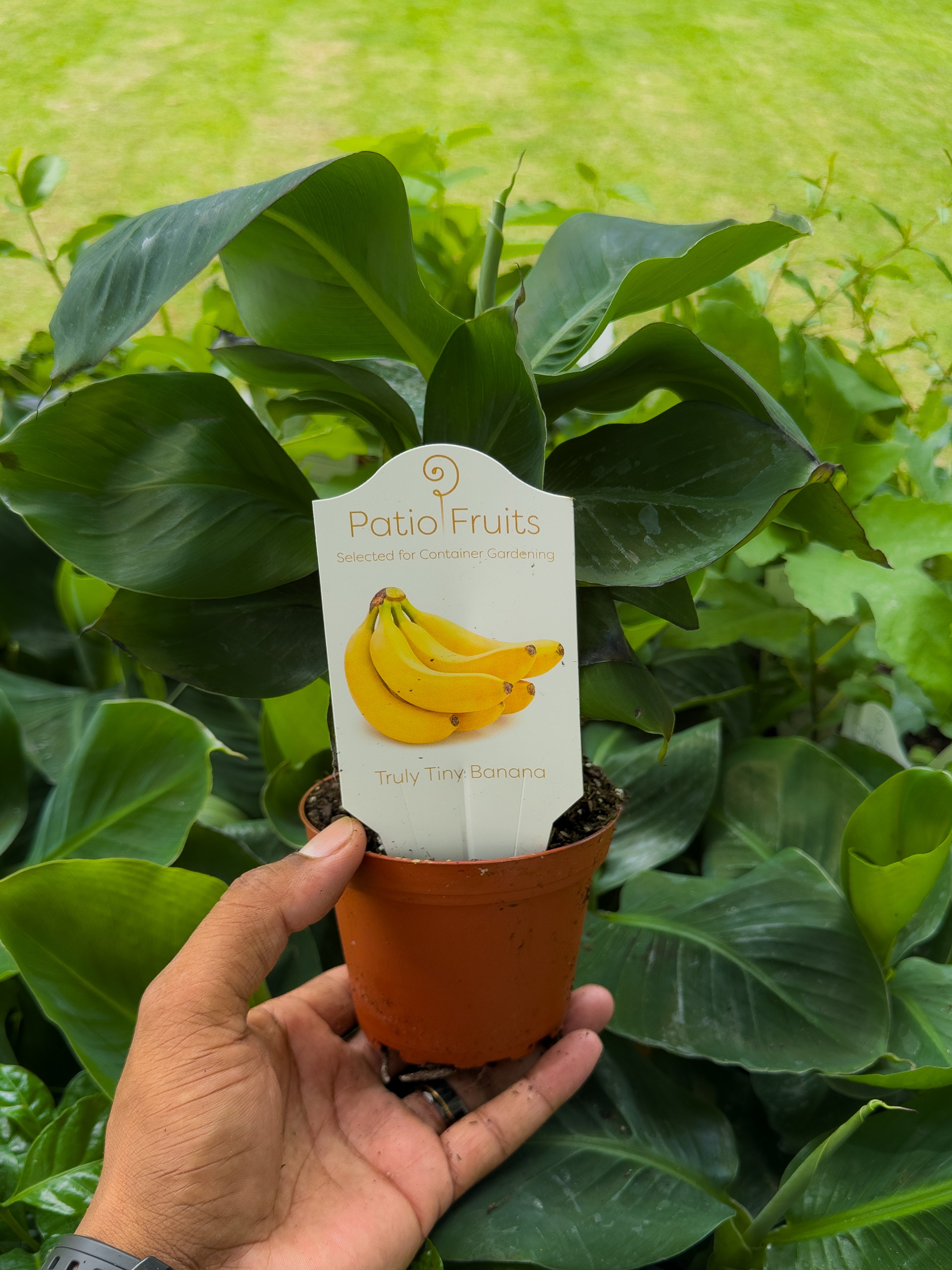 Fruit Tree Mystery Box 🥭