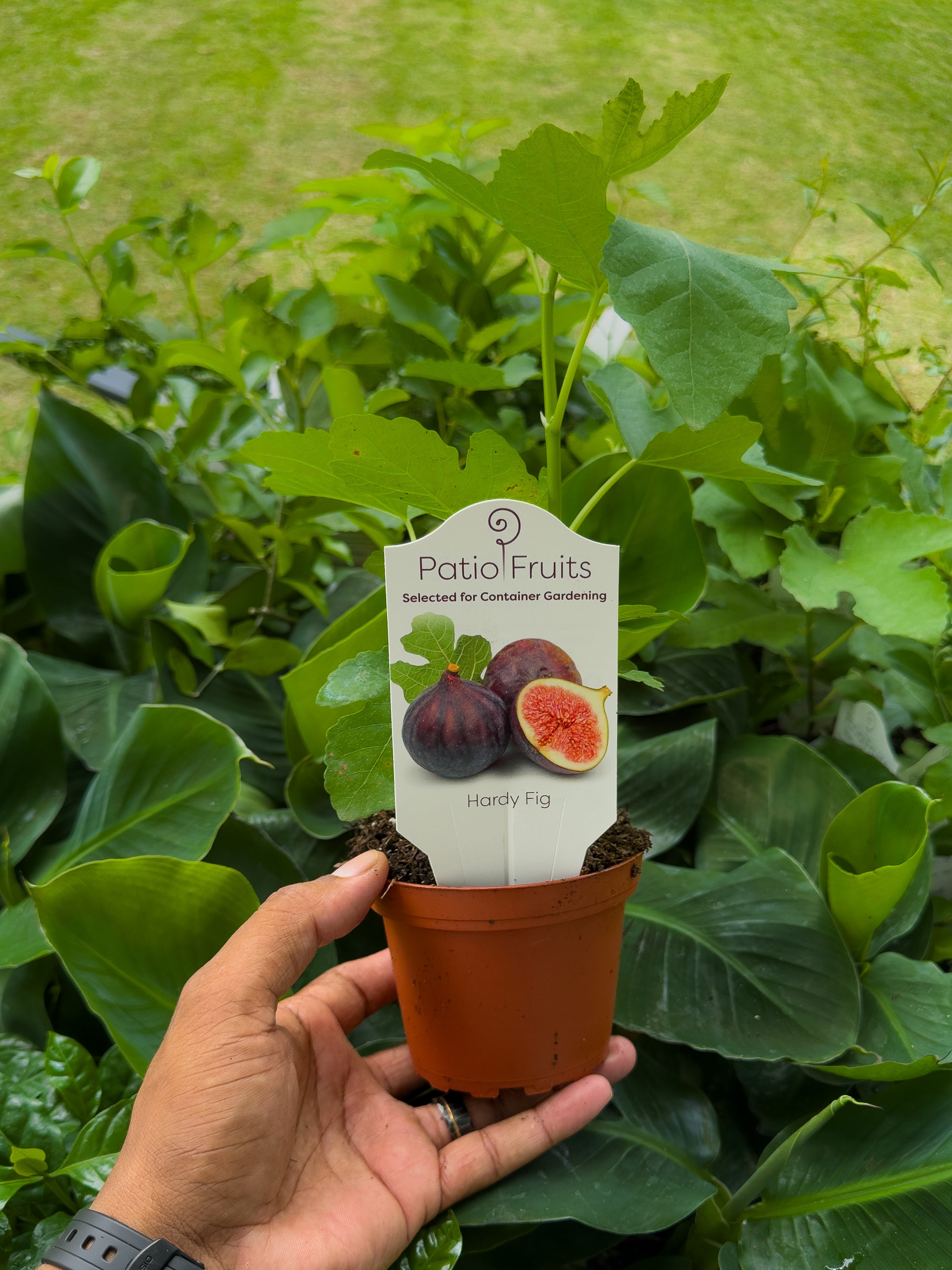 Fruit Tree Mystery Box 🥭