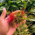 5 pack Air plant mystery box