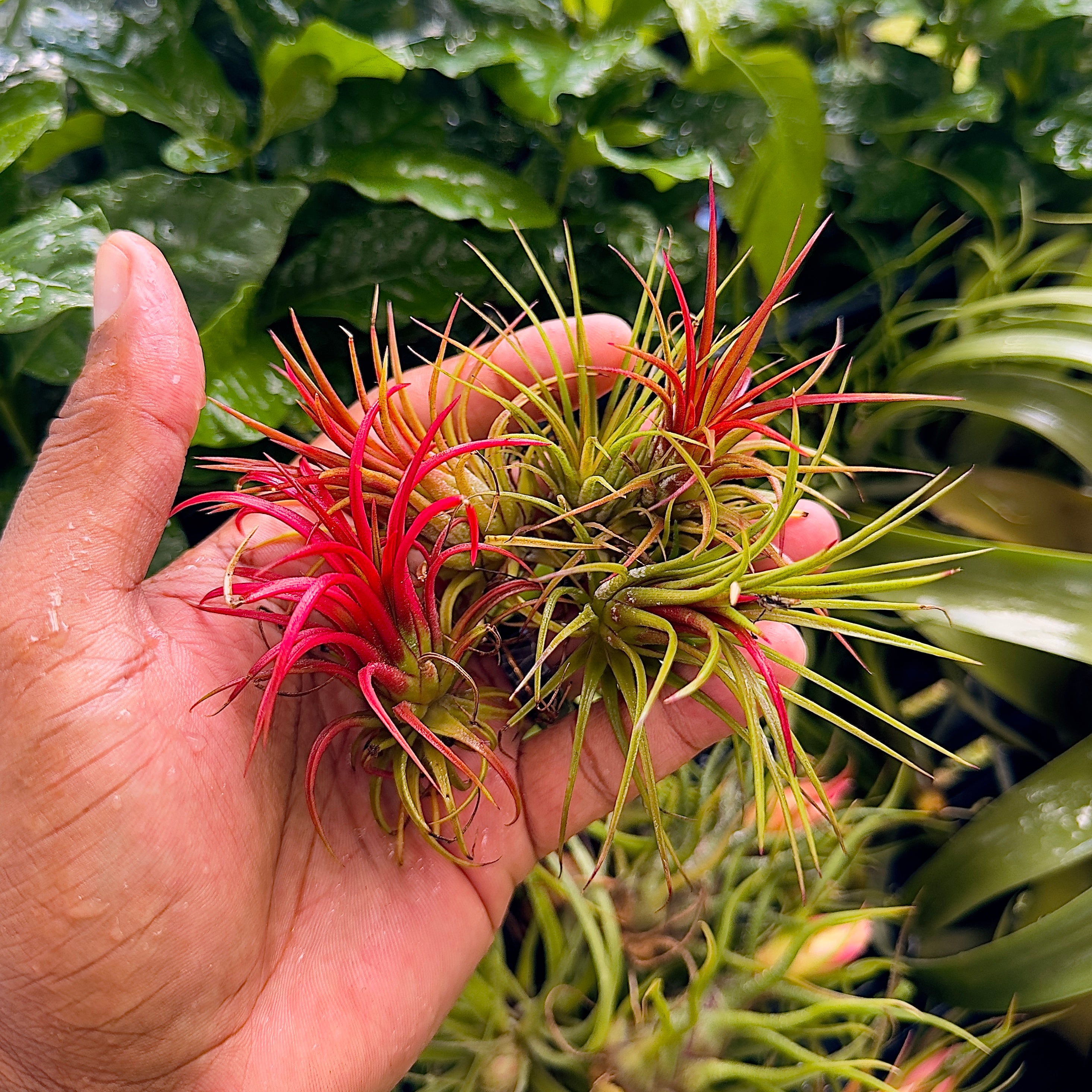 5 pack Air plant mystery box