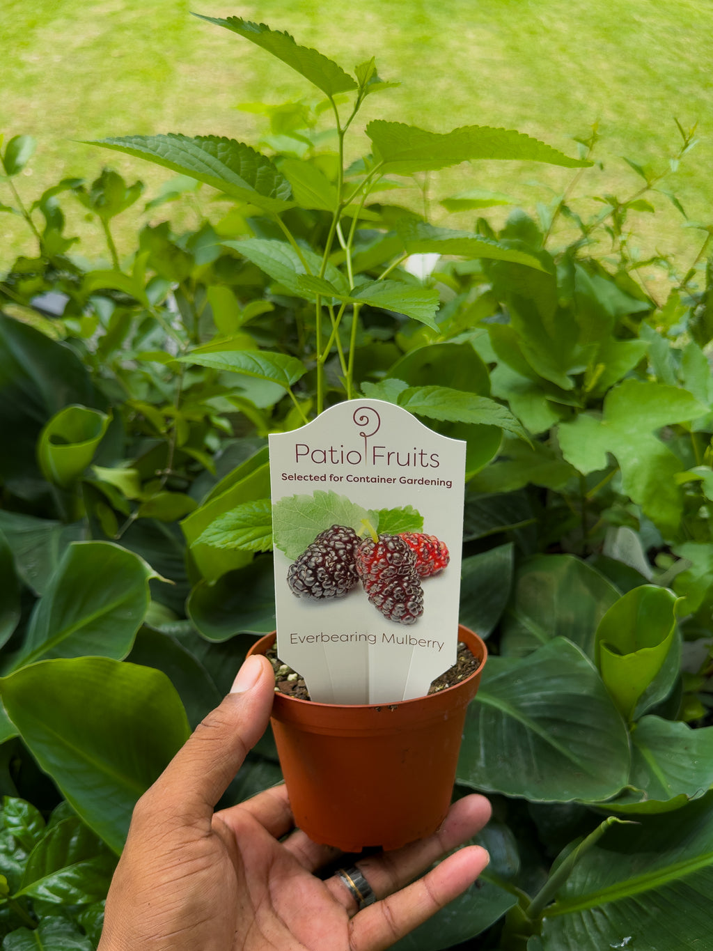 Fruit Tree Mystery Box 🥭
