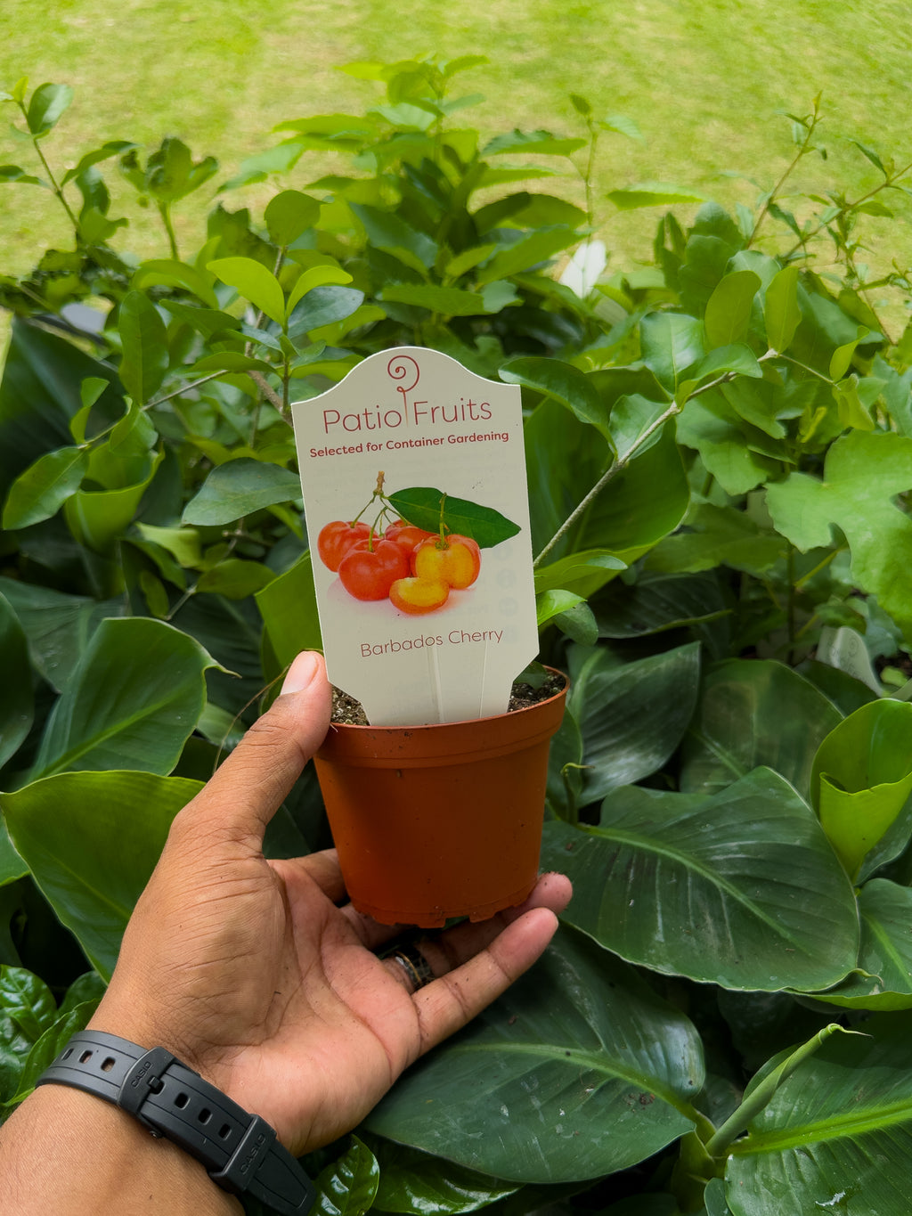 Fruit Tree Mystery Box 🥭