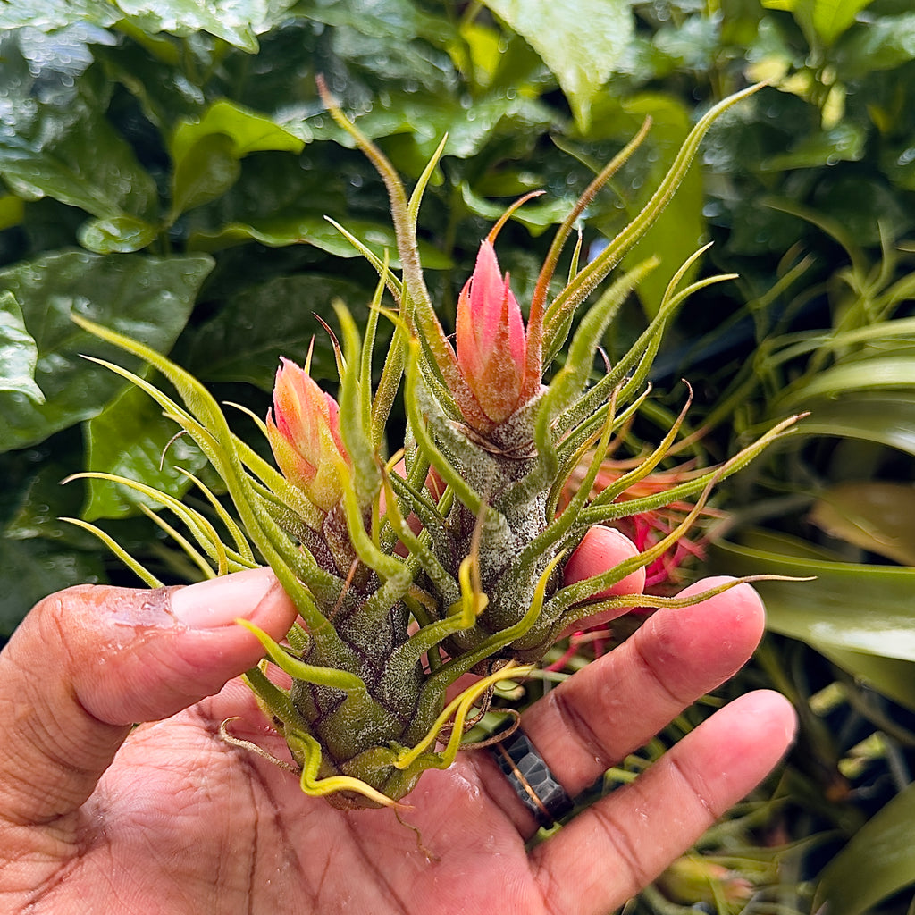 5 pack Air plant mystery box