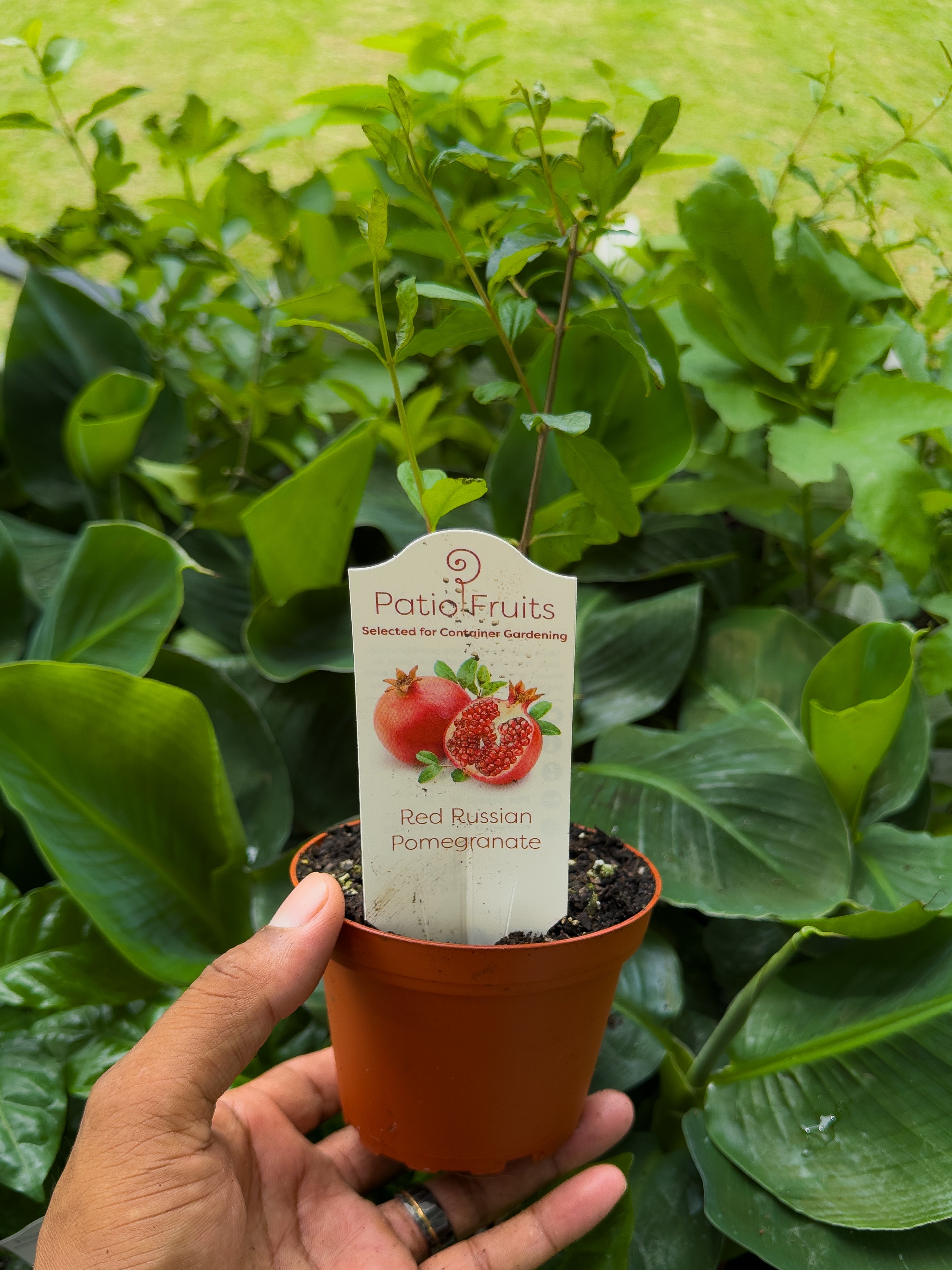 Fruit Tree Mystery Box 🥭