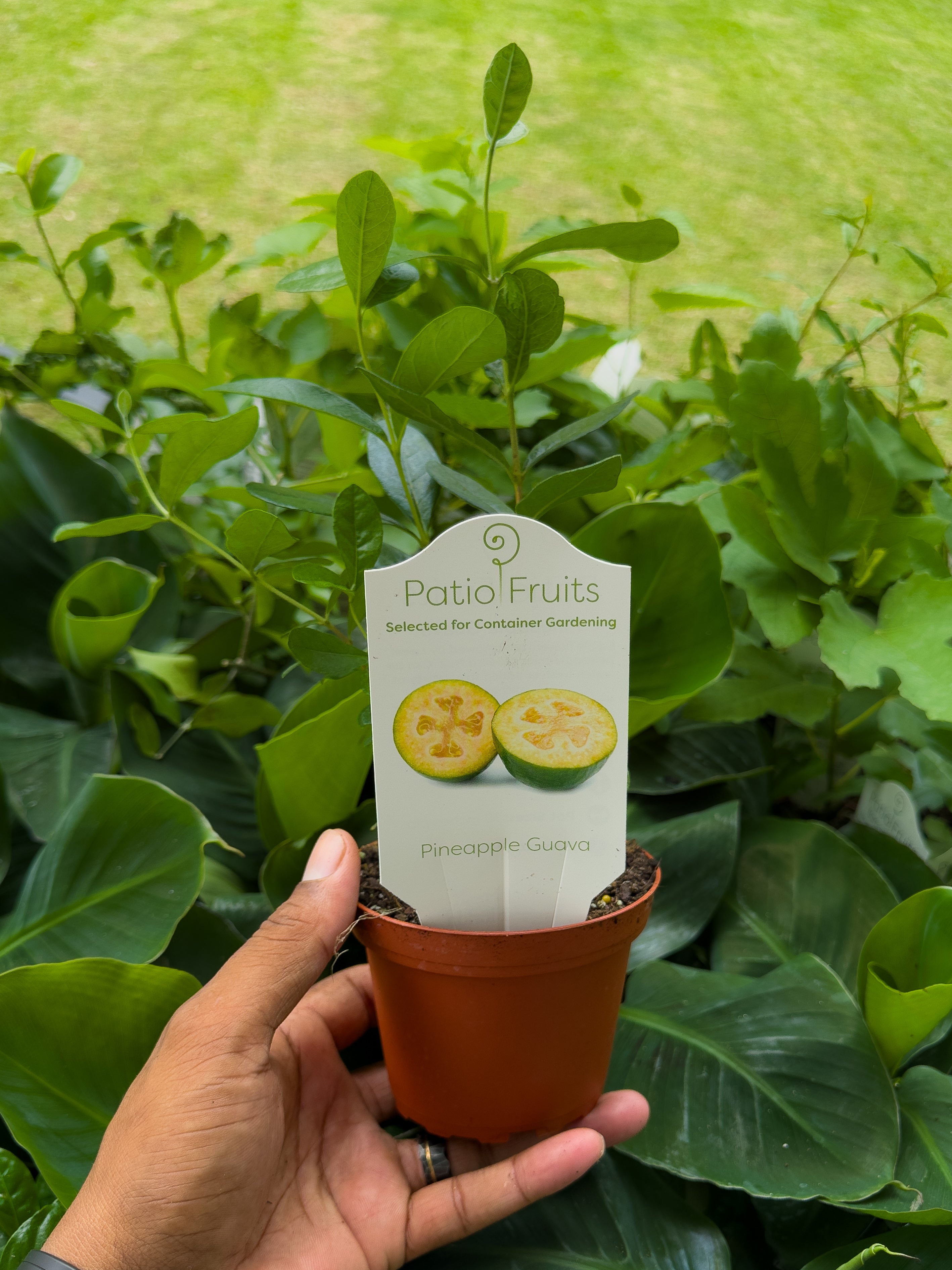 Fruit Tree Mystery Box 🥭
