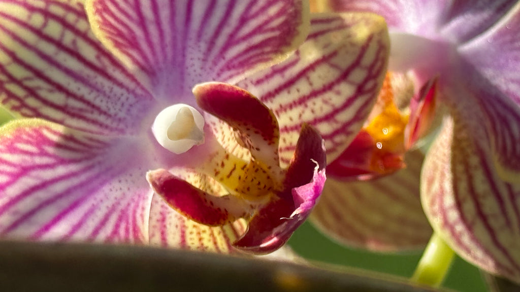 Orchid Mystery Box