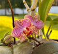 Orchid Mystery Box