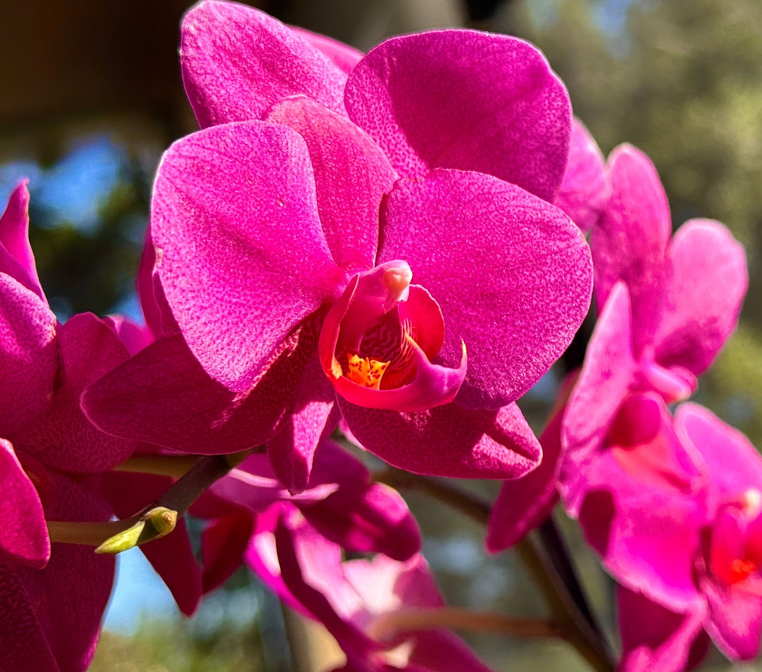 Orchid Mystery Box
