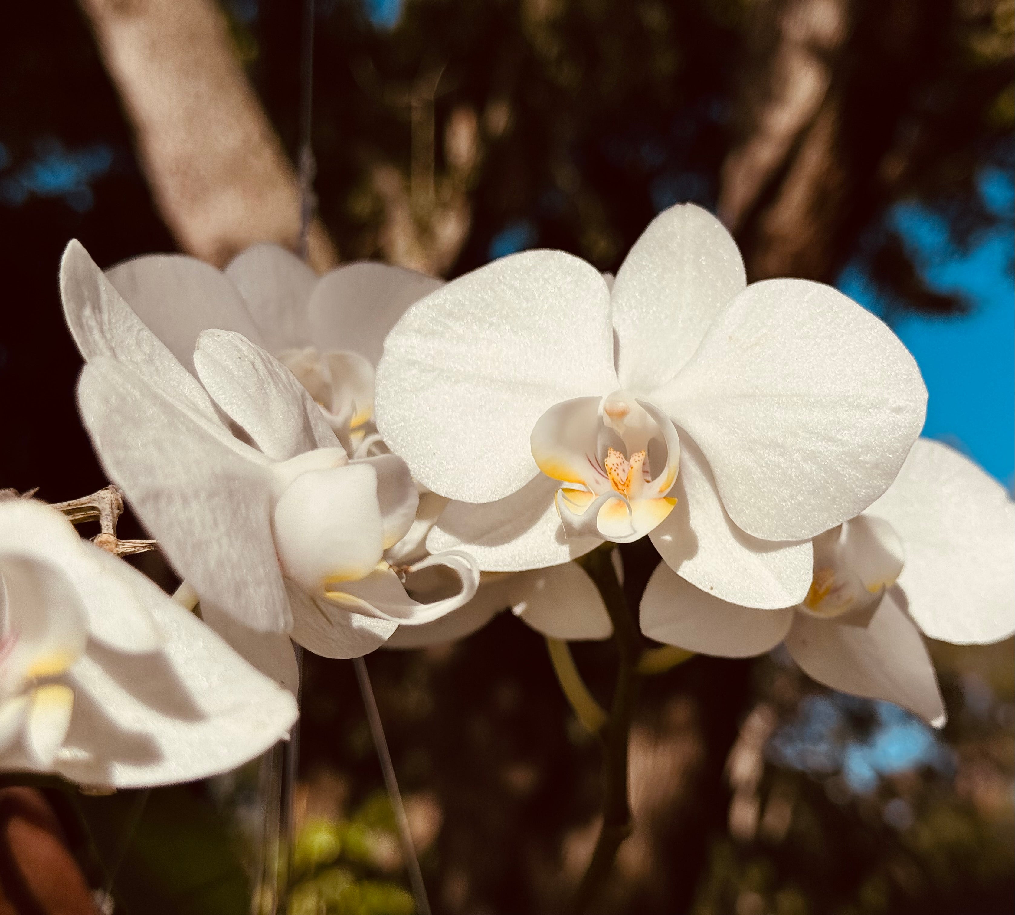 Orchid Mystery Box